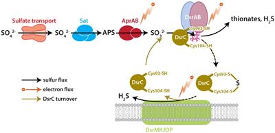 Proteomic and Isotopic Response of Desulfovibrio vulgaris to DsrC Perturbation